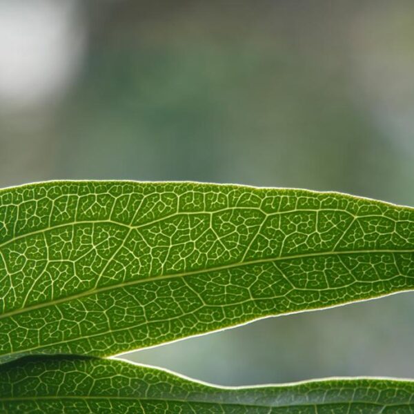 Pair of Weeping Willow Leaves Close-Up