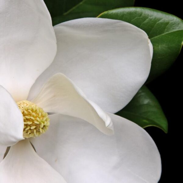 Beautiful white magnolia isolated on black