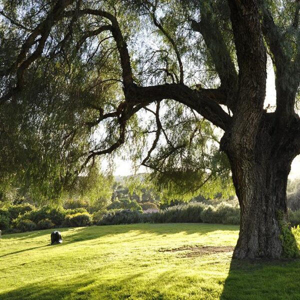 Region: 
Usage Rights: Rancho La Puerta Owned
Photographer: 
Location: Rancho La Puerta
Shot: 
First Use: 
Expires: